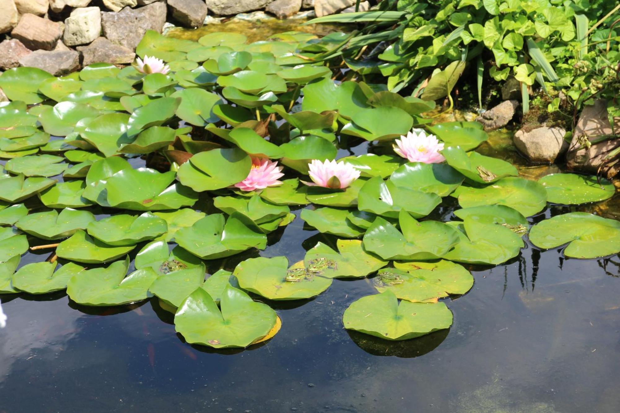Pensjonat Lesny Dworek Spa & Garden Uzdrowisko Wsrod Natury Cisów Exteriör bild